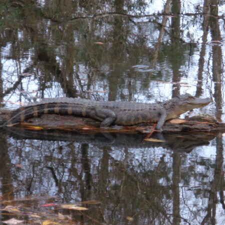 The King of the Swamp