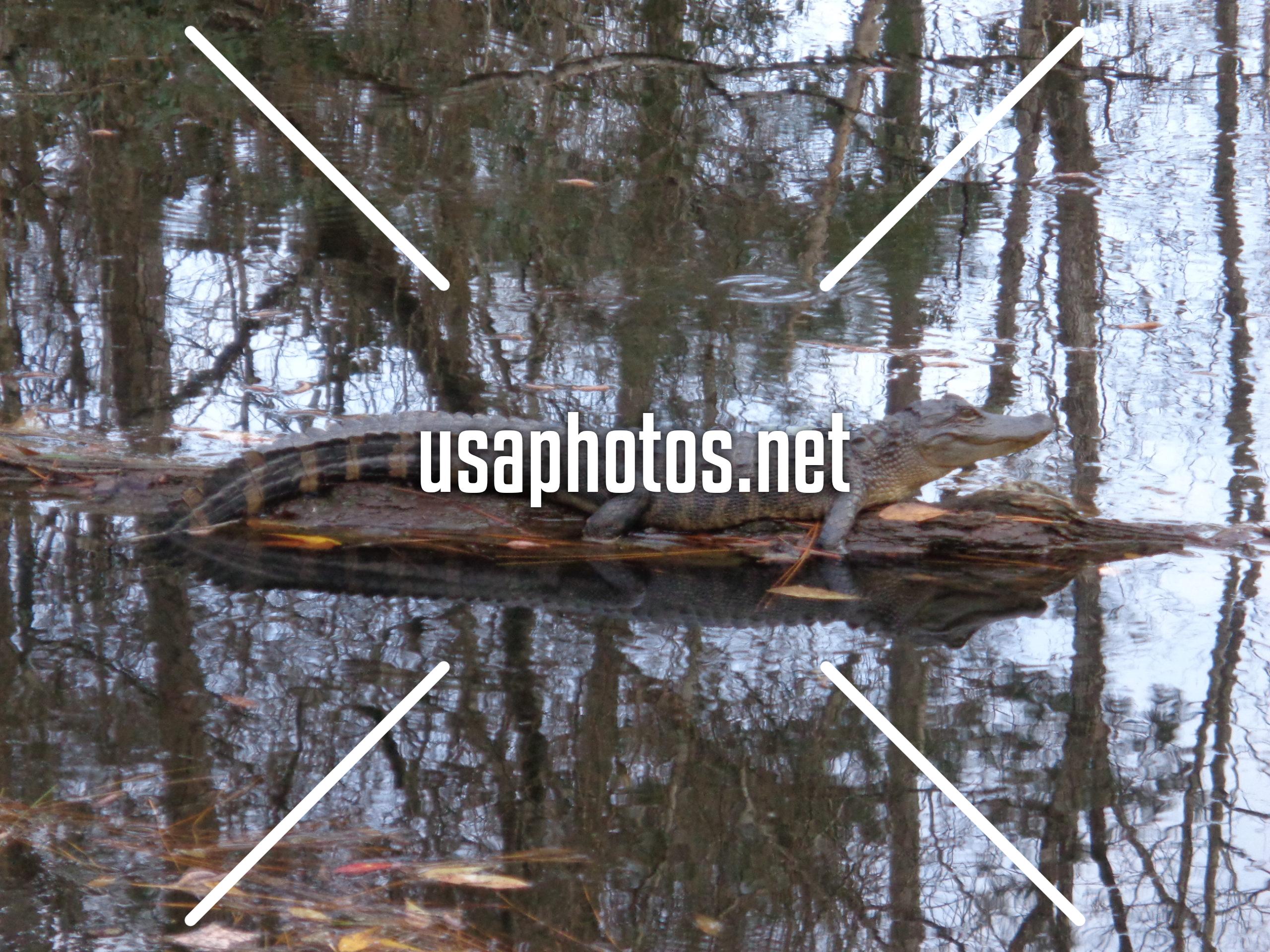 The King of the Swamp